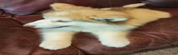Alaskan Malamute dogs for sale: Alaskan Malamute 3 - Ad 4