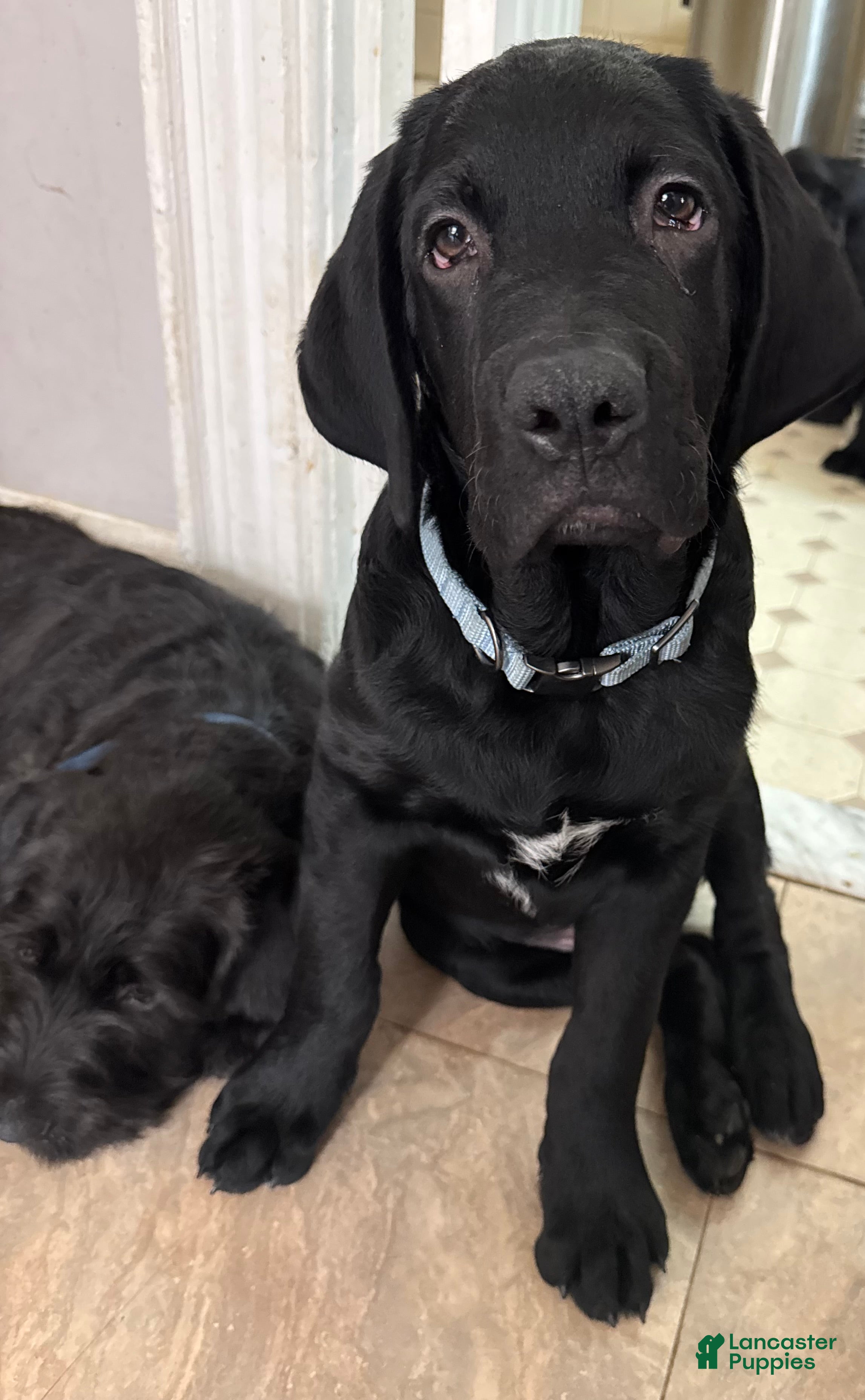 Mixed Breed dogs Light Blue Collar - Ad 34