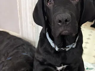 Mixed Breed dogs Light Blue Collar - Ad 34