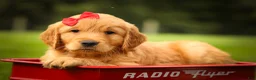 Golden Retriever dogs for sale: Hunter💙 - Ad 11