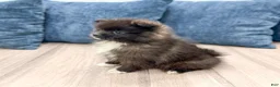 Pomeranian dogs for sale: Rory - Ad 3
