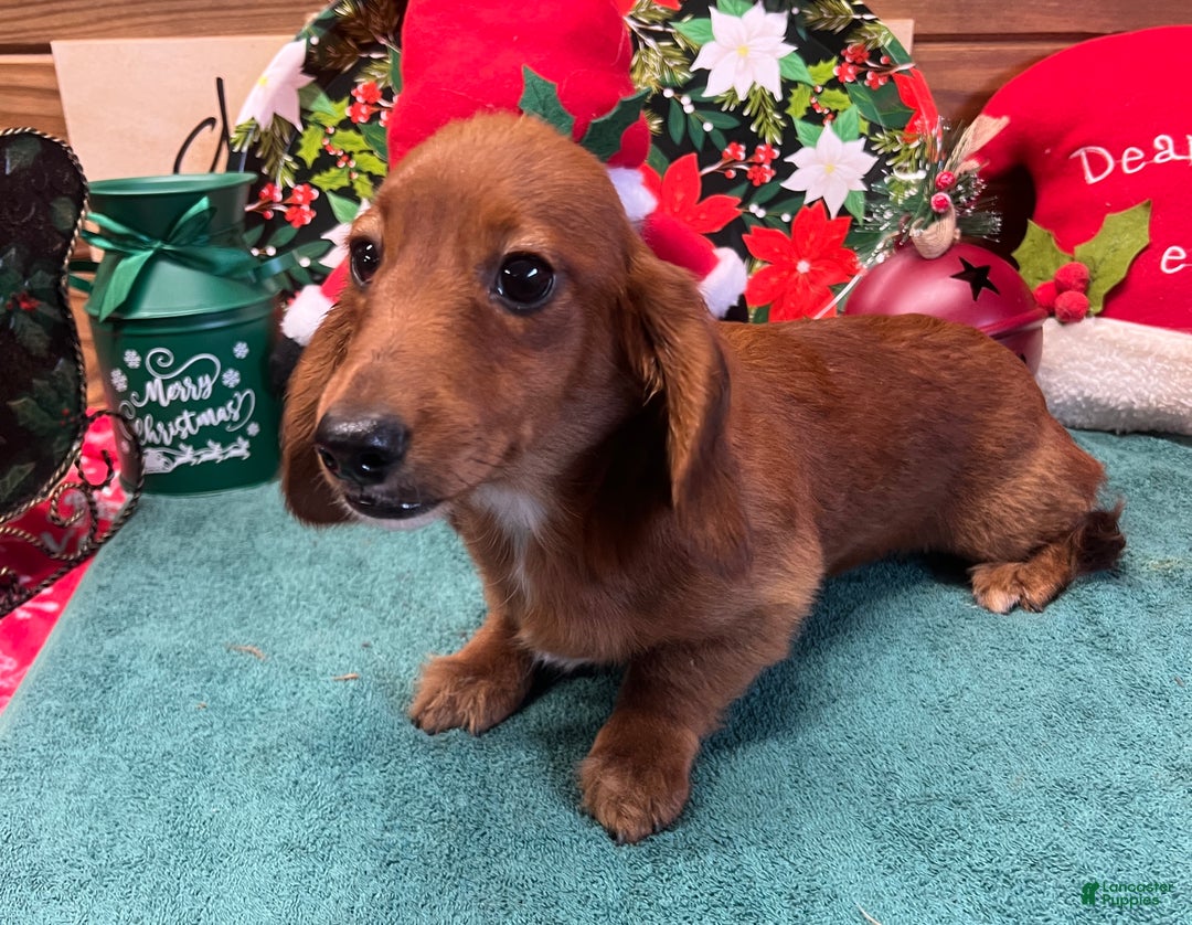 Dachshund dogs for sale: Ollie - Ad 2