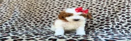 Cavapoo dogs for sale: Audrey - Ad 8