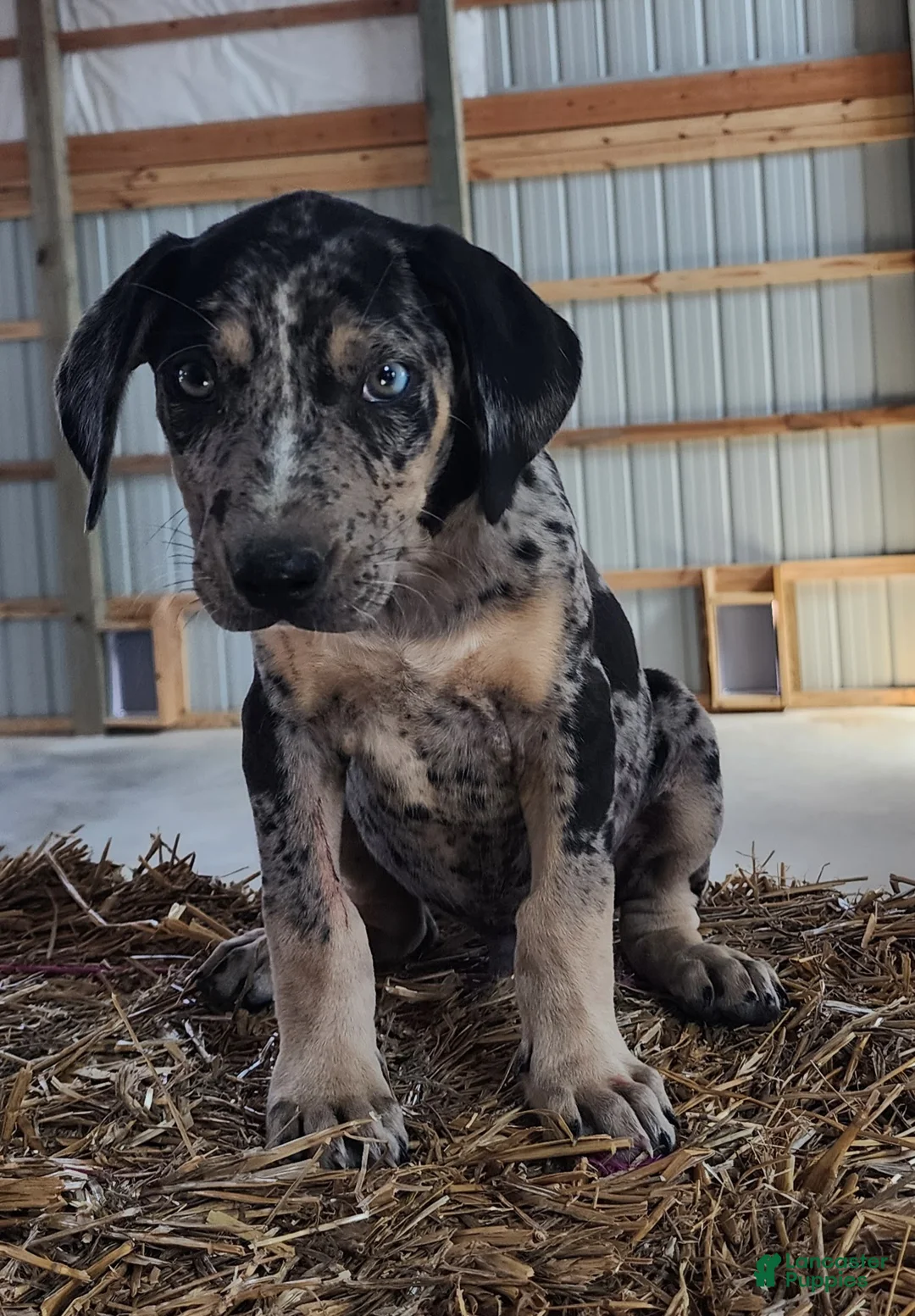 Catahoula Leopard Dog dogs for sale: Duchess 2026 Male 6 - Ad 1