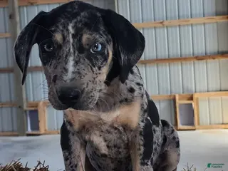 Catahoula Leopard Dog dogs Duchess 2026 Male 6 - Ad 7