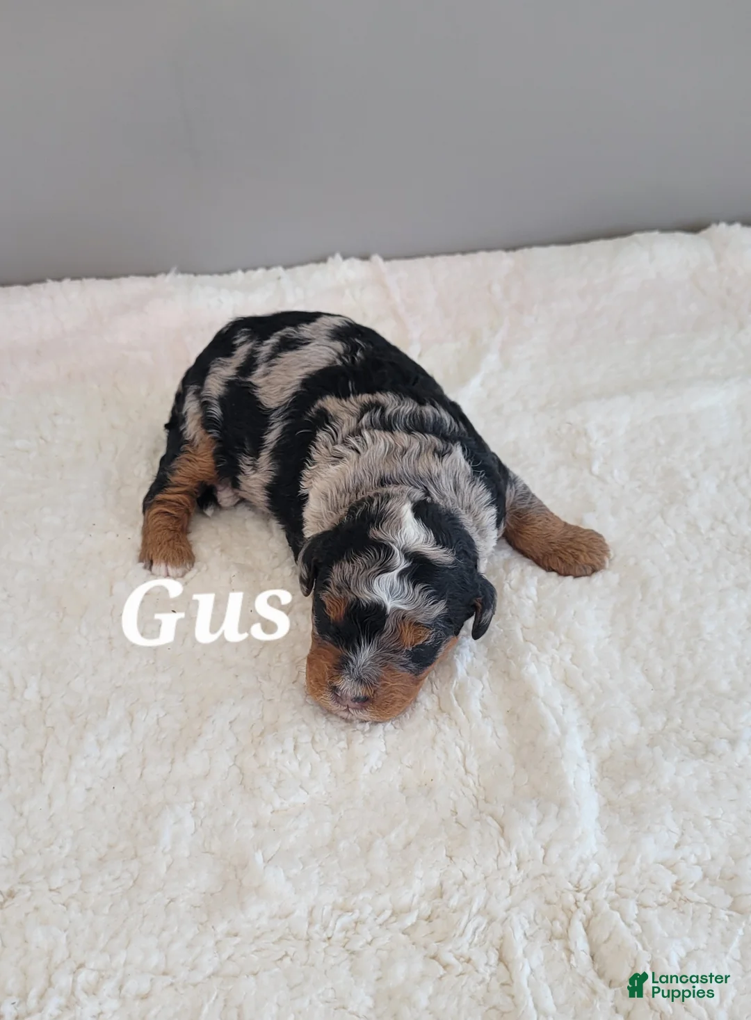 Mini Bernedoodle dogs for sale: Gus - Ad 4