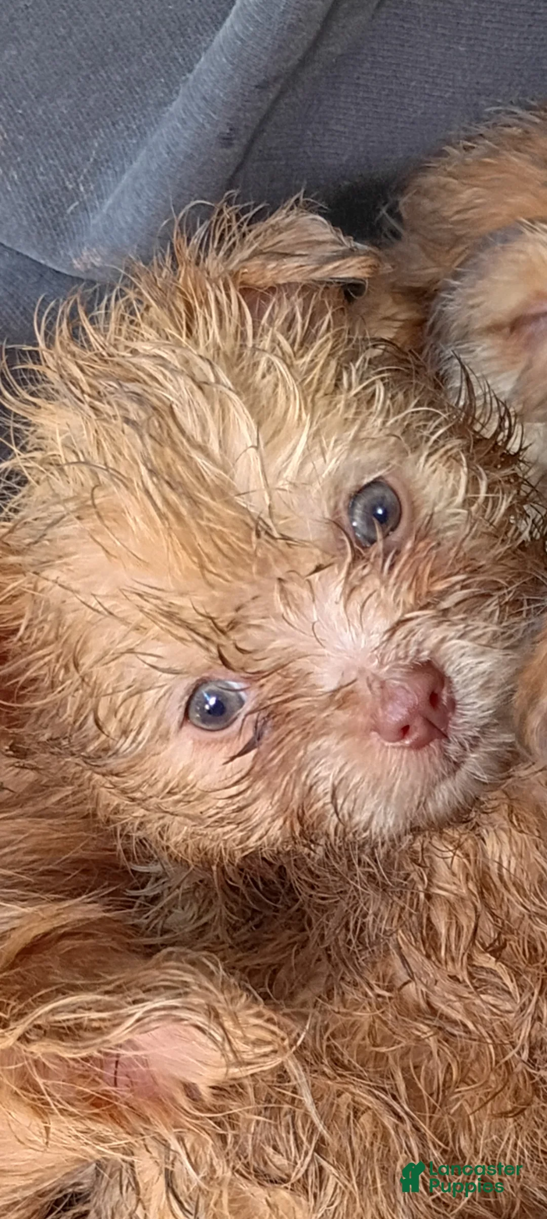 Pomeranian dogs for sale: Pomeranian Puppy 2 - Ad 2