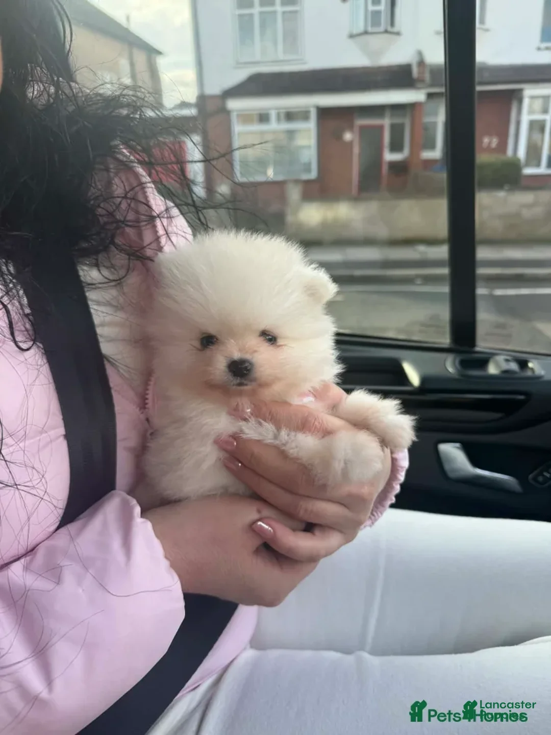 Pomeranian dogs for sale: Kayla - Ad 8
