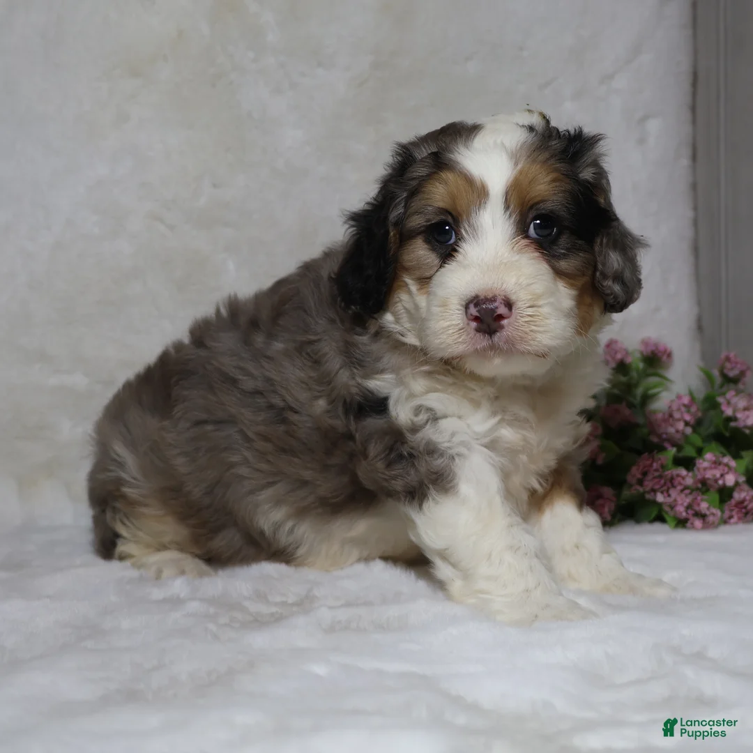 Mini Bernedoodle dogs for sale: Rover - Ad 2