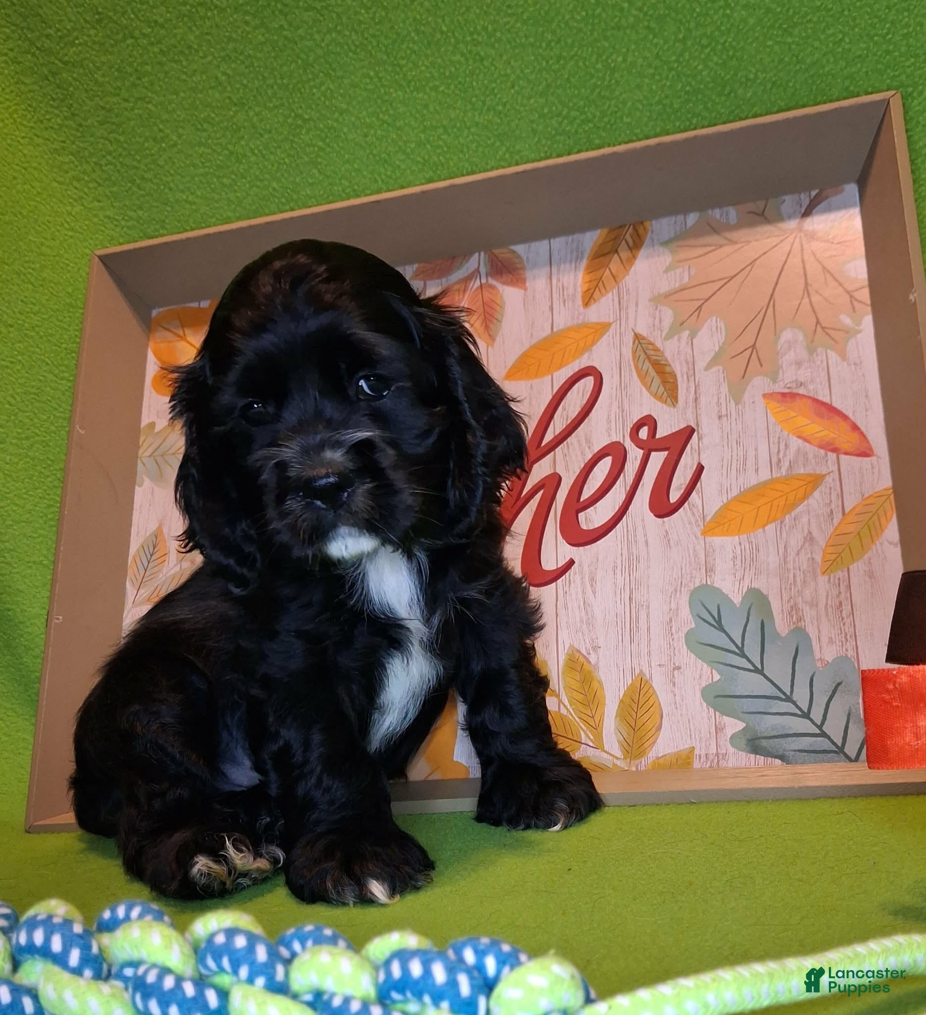 Cocker Spaniel dogs for sale: Jacqueline - Ad 20