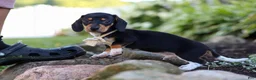 Miniature Dachshund dogs for sale: Duke - Ad 7