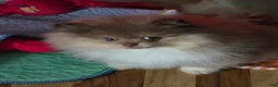 Pomeranian dogs for sale: Pomeranian Puppy 1 - Ad 3