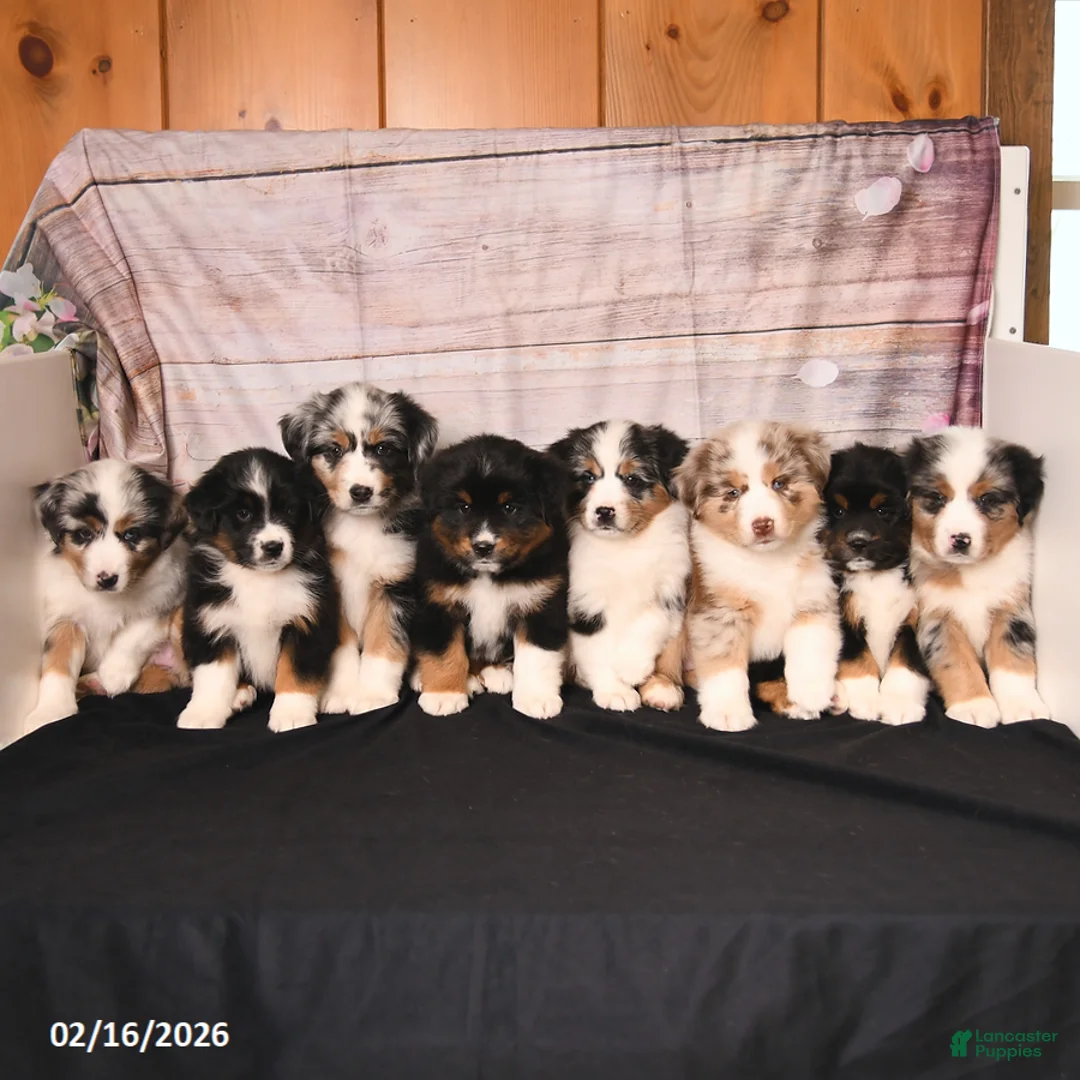 Miniature Australian Shepherd dogs for sale: Trip - Ad 5