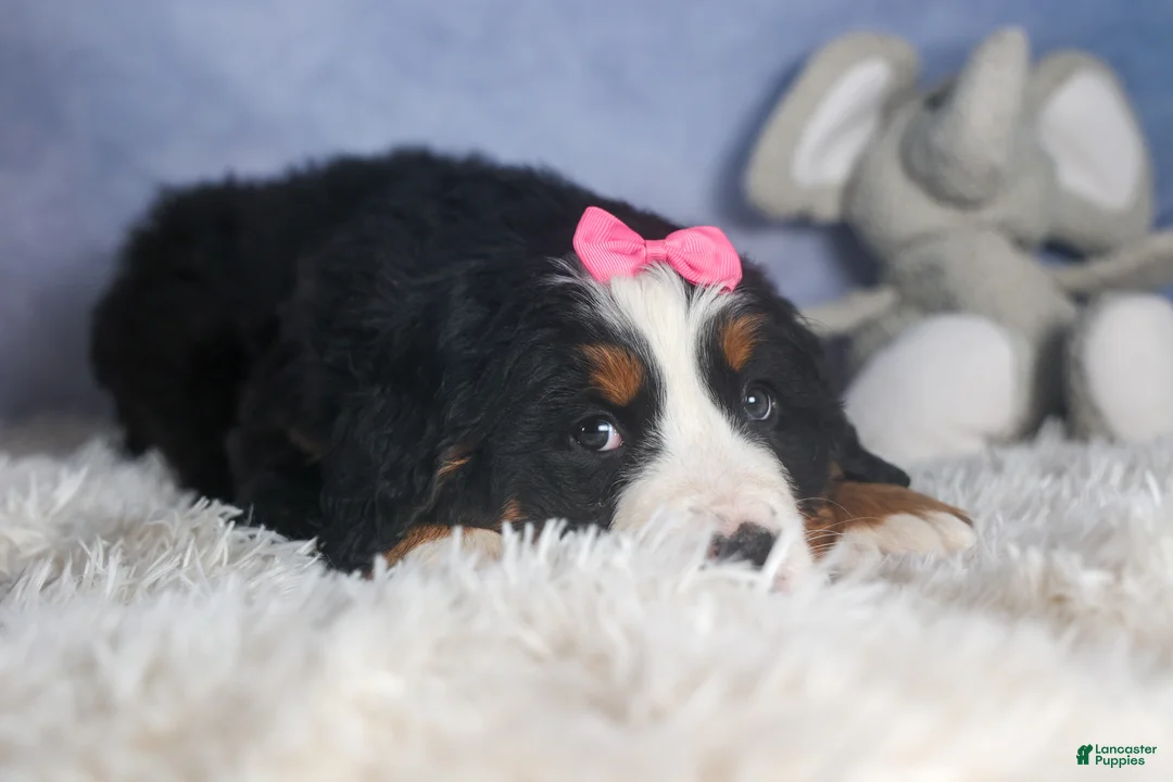 Bernese Mountain Dog dogs for sale: HANNAH - Ad 12