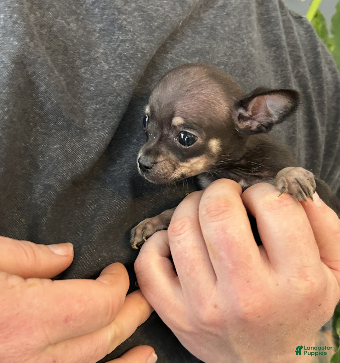 Chihuahua dogs for sale: Capitain - Ad 2