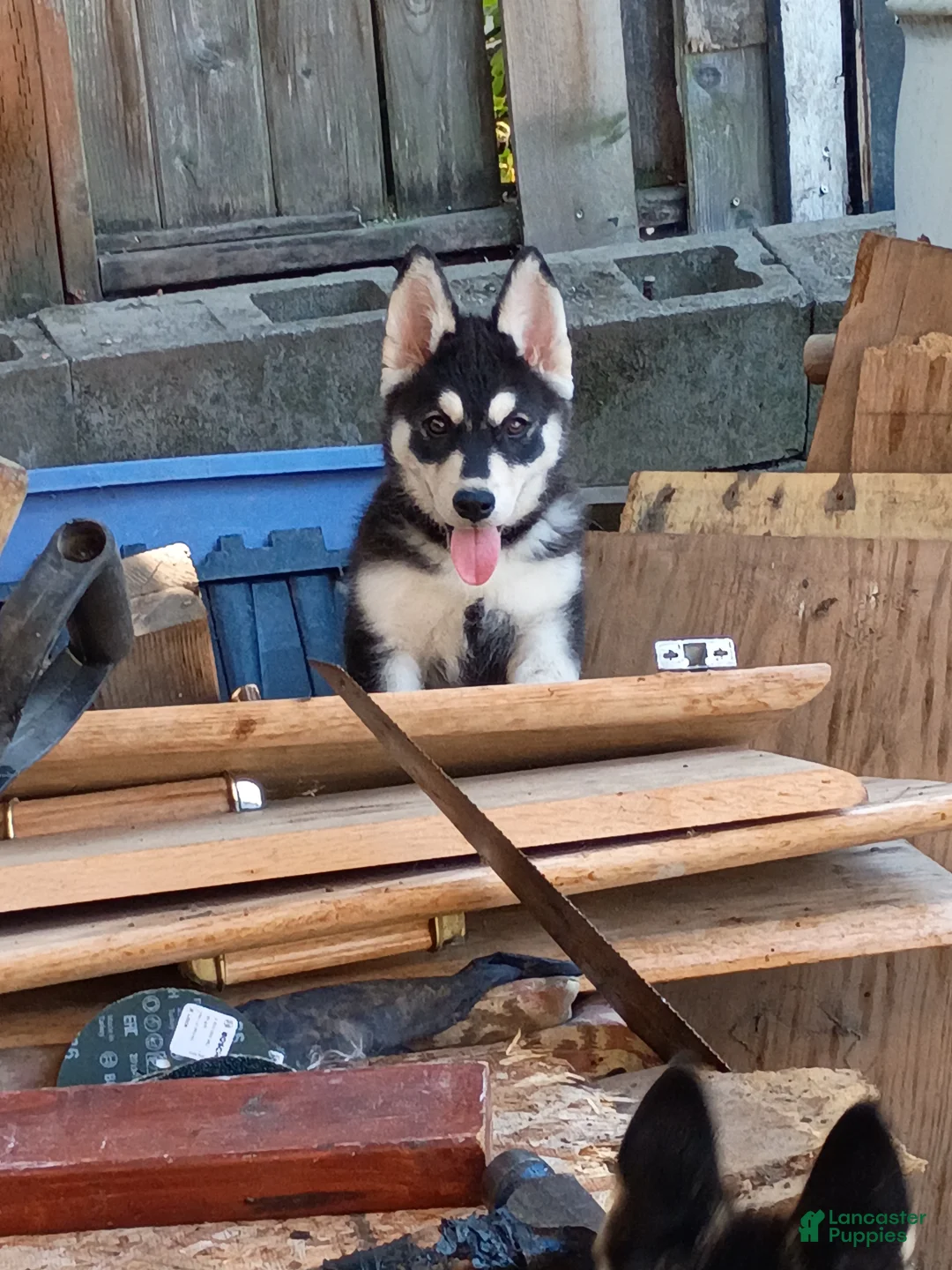 Siberian Husky dogs for sale: Big girl - Ad 2