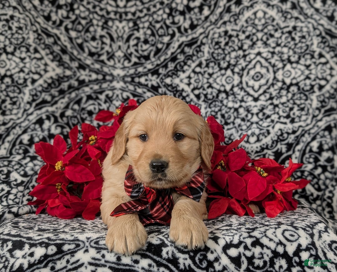 Golden Retriever dogs for sale: Boone - Ad 5