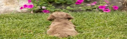 Dachshund dogs for sale: Heidi  - Ad 6