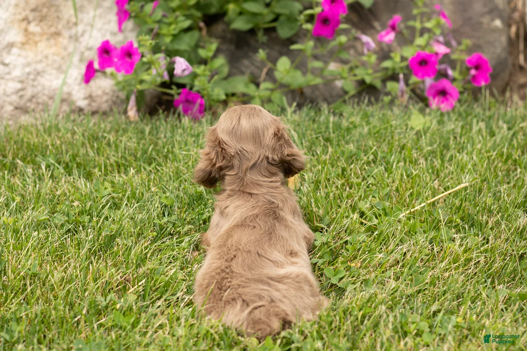 Dachshund dogs for sale: Heidi  - Ad 6