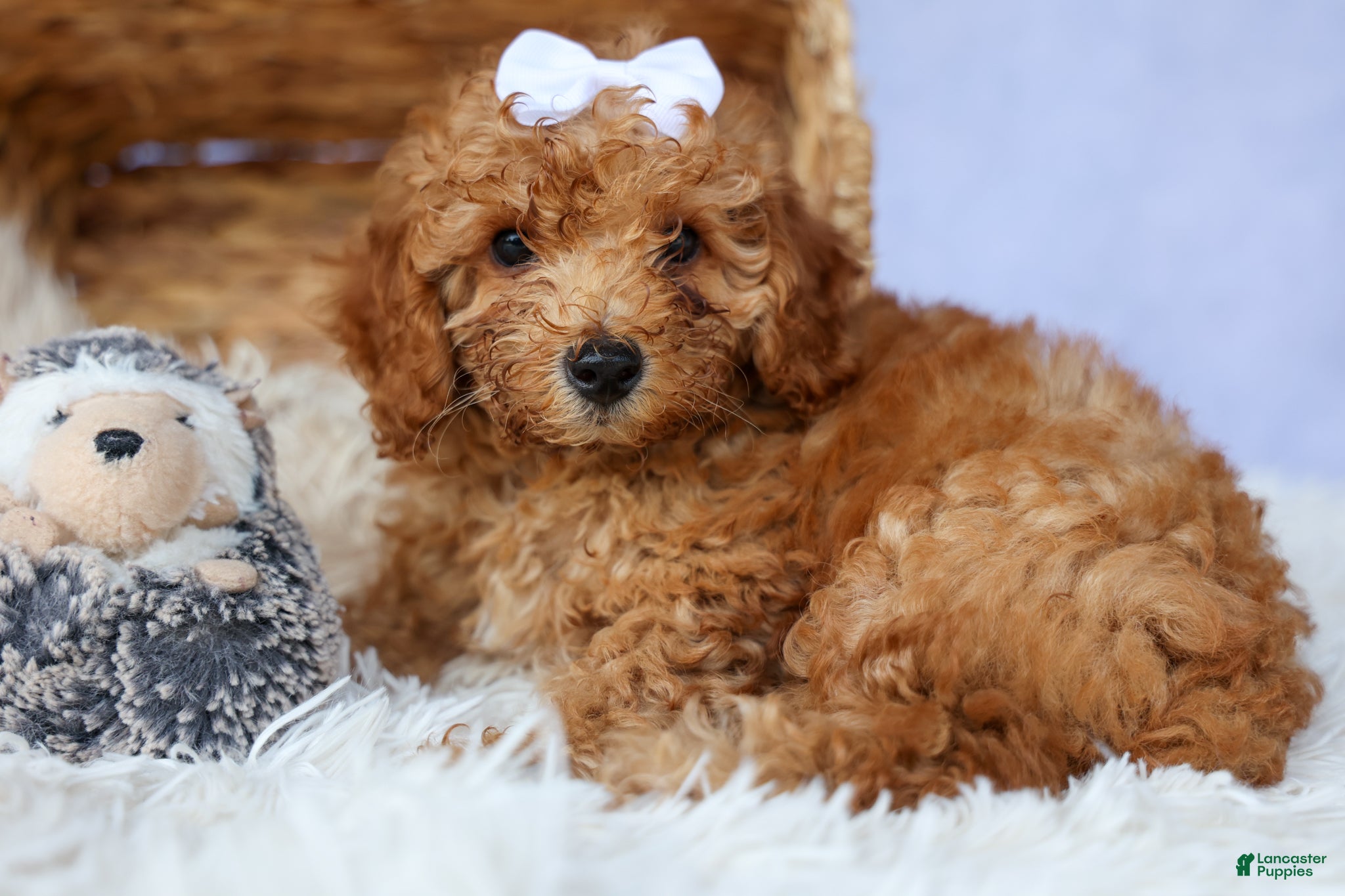 Miniature Poodle dogs WALTER - Ad 1