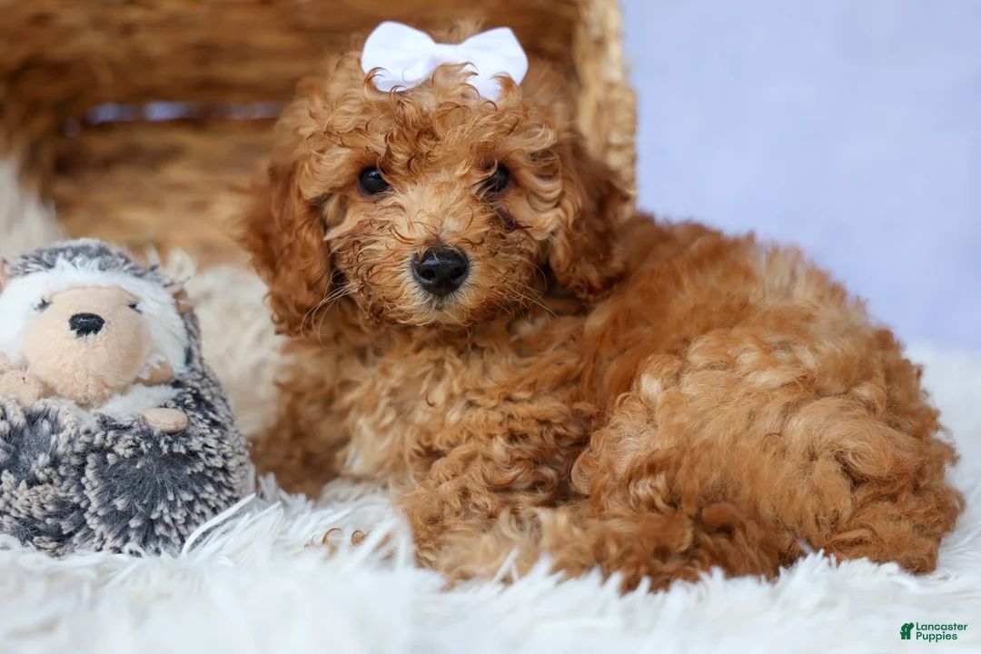 Miniature Poodle dogs for sale: WALTER - Ad 1