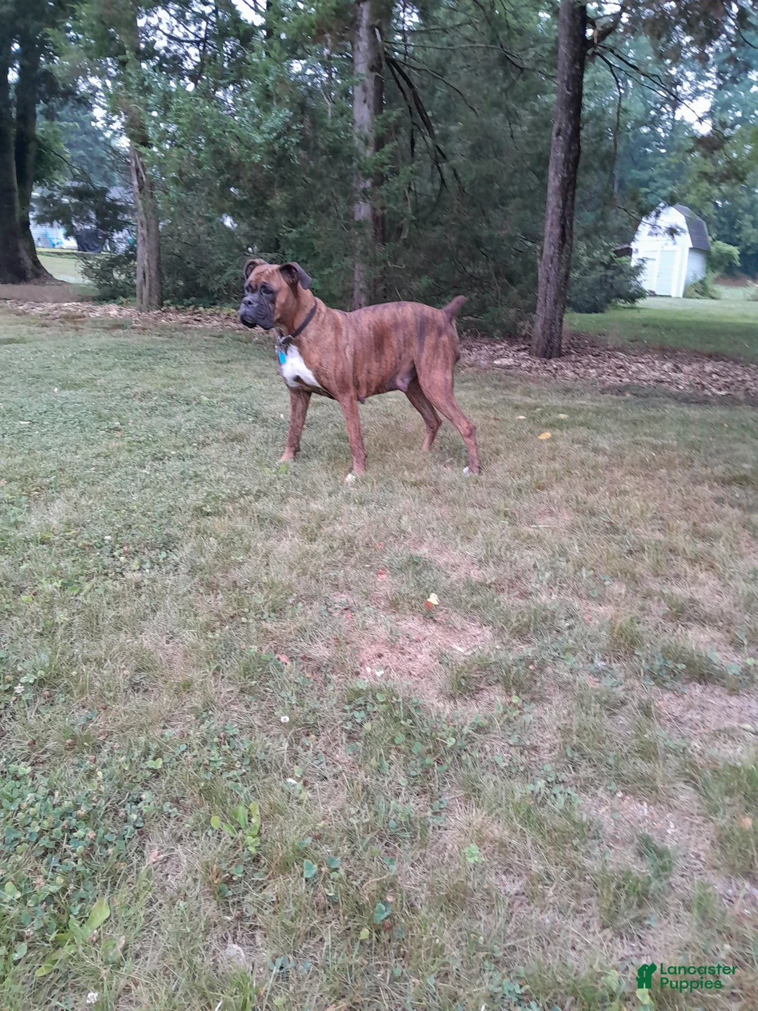 Boxer dogs for sale: Osage - Ad 6