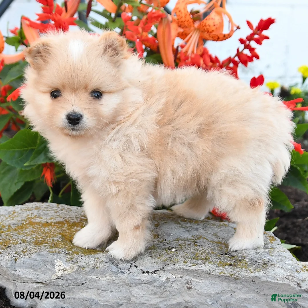 Pomeranian dogs for sale: Pedro - Ad 2