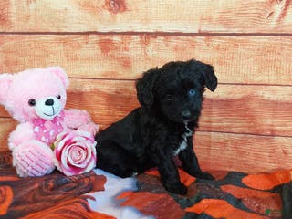 Aussiedoodle dogs Aussiedoodle Puppy 4 - Ad 17