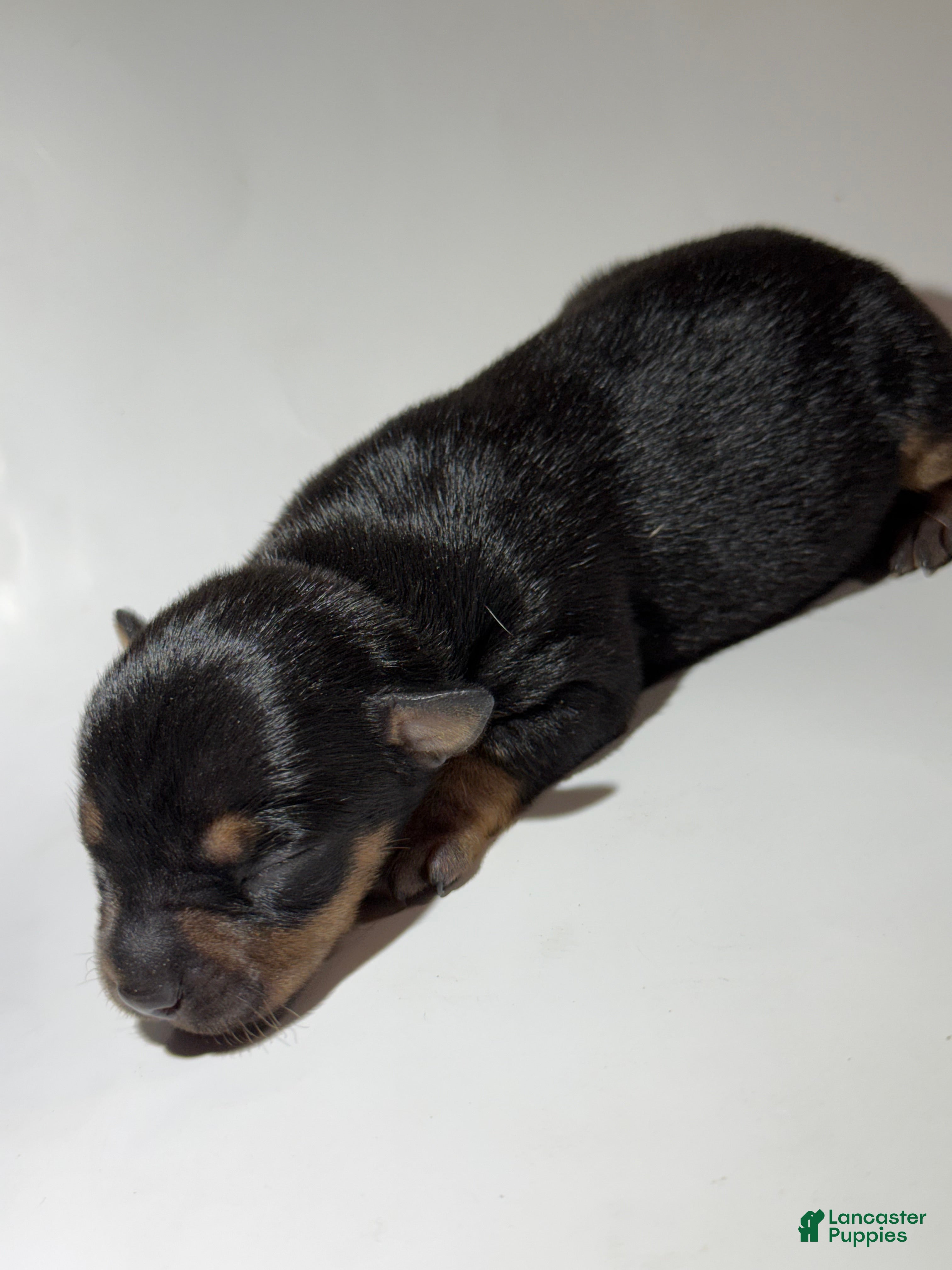 Rat Terrier dogs Hazel  - Ad 5