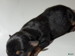 Rat Terrier dogs Hazel - Ad 15