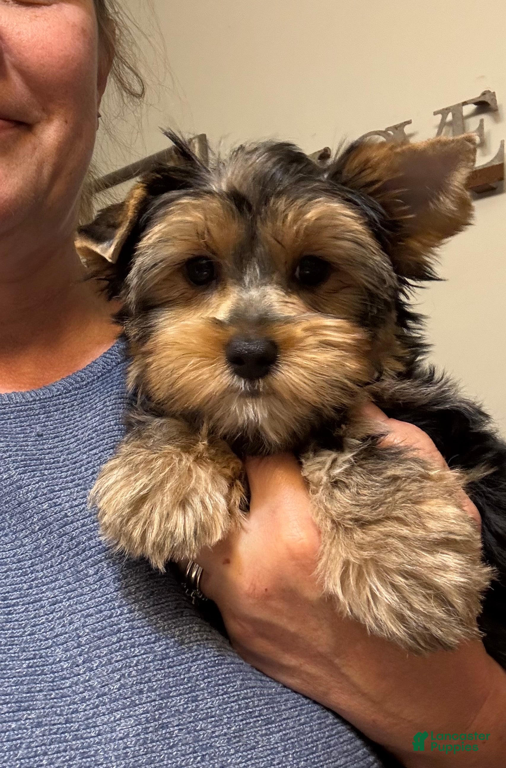 Yorkshire Terrier dogs Akc traditional female  - Ad 23