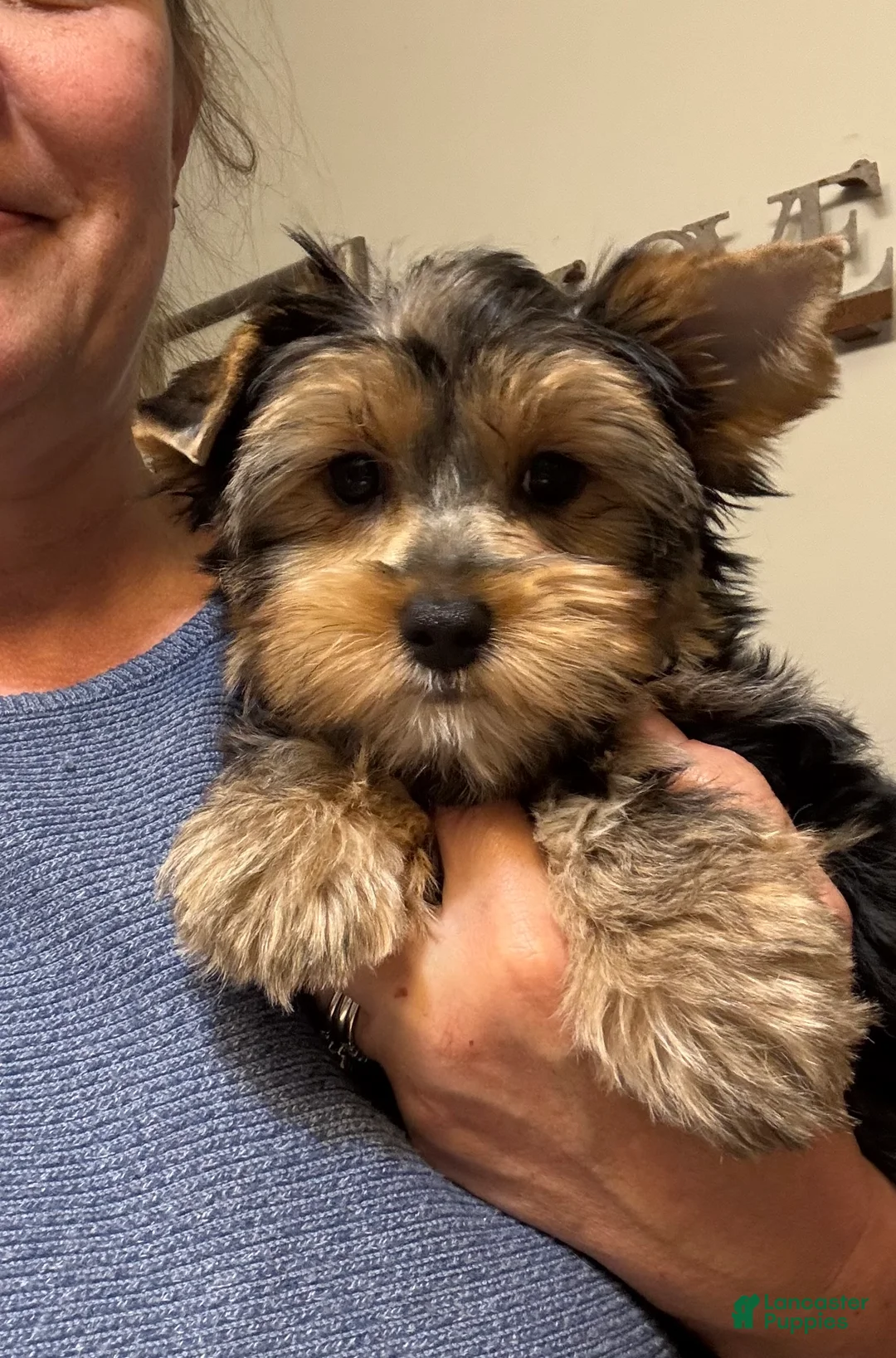 Yorkshire Terrier dogs for sale: Akc traditional female  - Ad 1