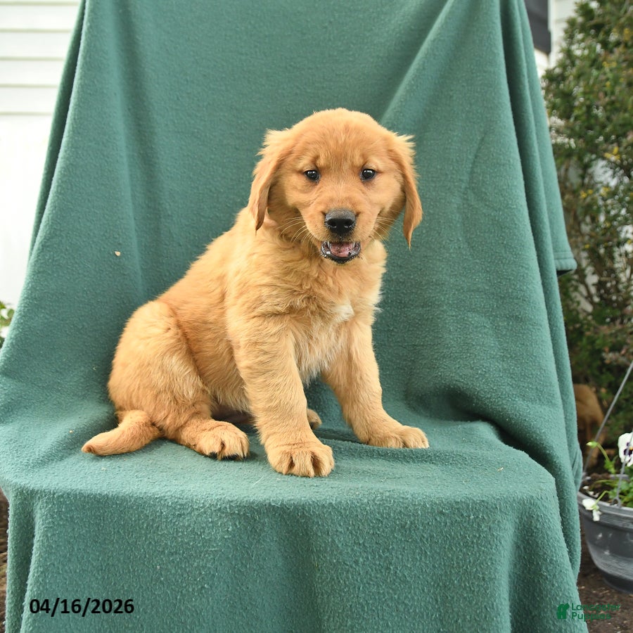 Golden Retriever dogs Rosemary - Ad 1