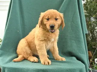 Golden Retriever dogs for sale: Rosemary - Ad 3