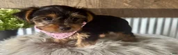 Yorkshire Terrier dogs for sale: Haven - Ad 7