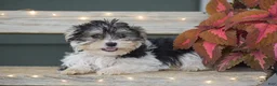 Morkie dogs for sale: Sarah - Ad 5