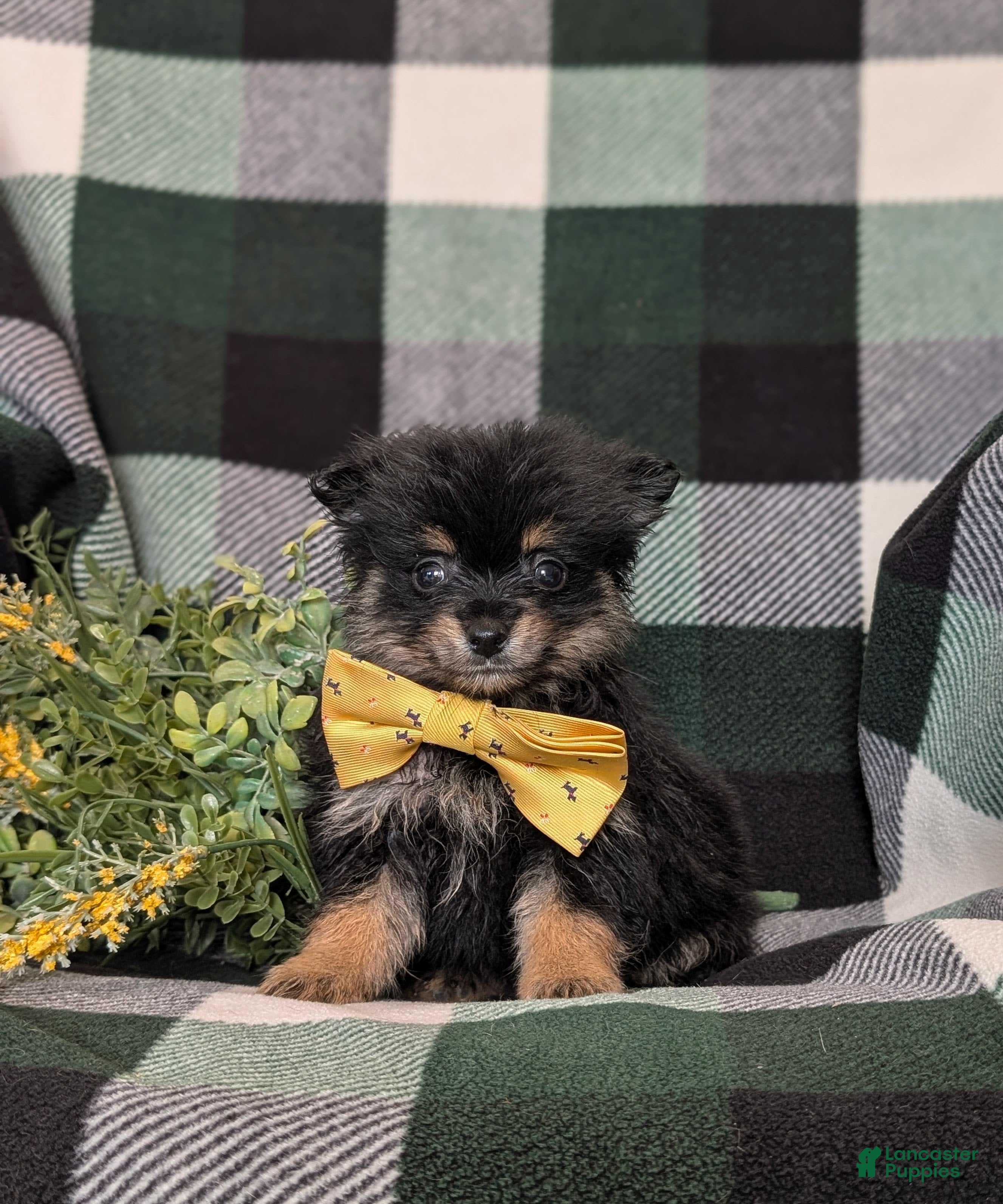 Pomeranian dogs Bradly - Ad 1