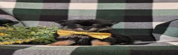 Pomeranian dogs for sale: Bradly - Ad 1