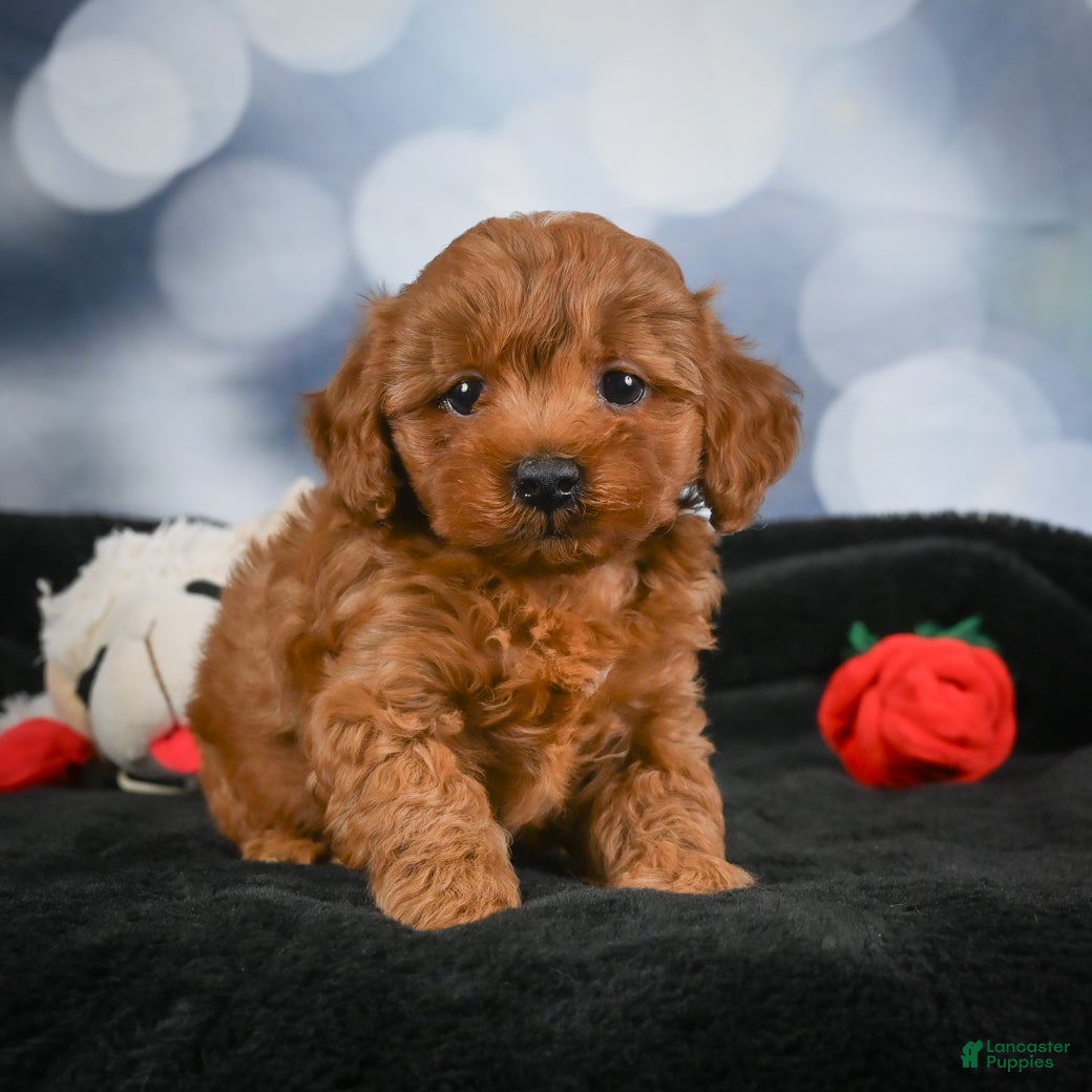 Cavapoo dogs Arlo - Ad 2