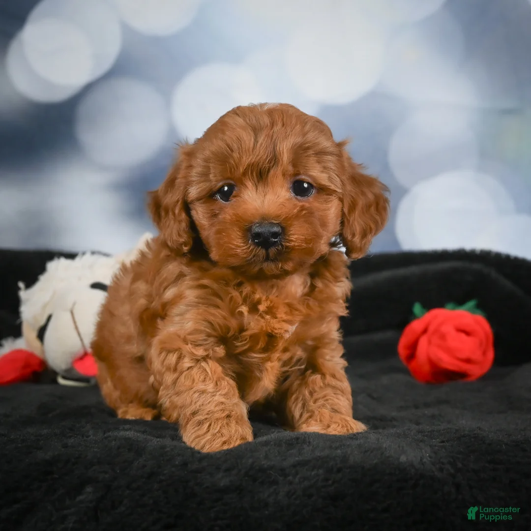 Cavapoo dogs for sale: Arlo - Ad 2