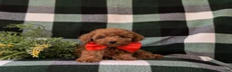 Toy Poodle dogs for sale: Wilson 7 lbs Full Grown - Ad 8