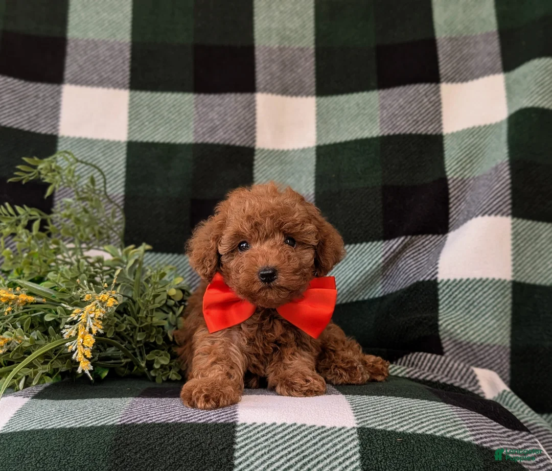 Toy Poodle dogs for sale: Wilson 7 lbs Full Grown - Ad 8