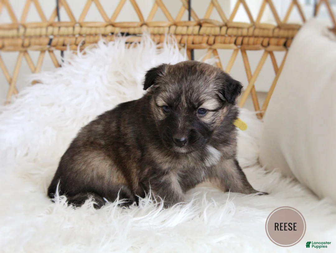Mixed Breed dogs for sale: Reese - Ad 3