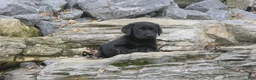 Labrador Retriever dogs for sale: Sally Labrador Retriever  - Ad 13