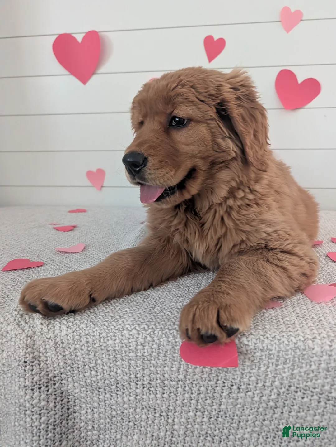 Golden Retriever dogs for sale: Goldie - Ad 12