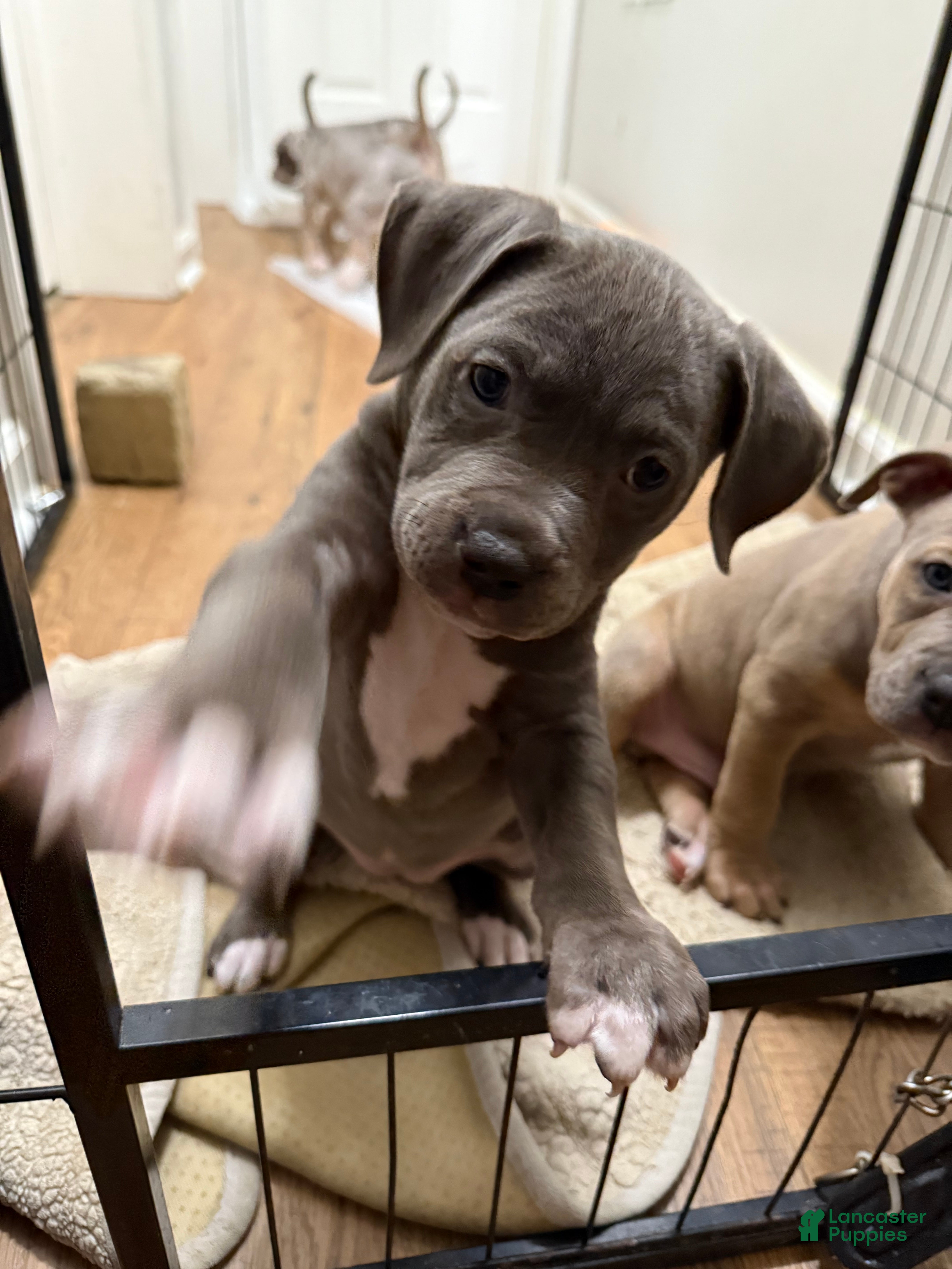 American Bully dogs American bully classic  - Ad 2