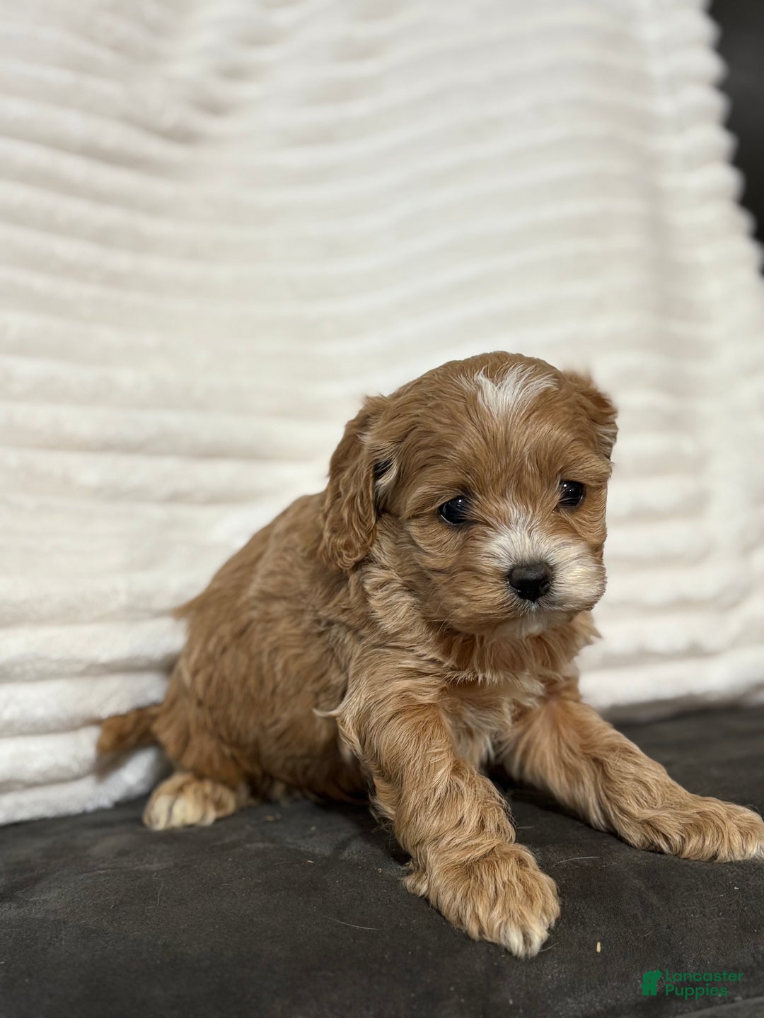 Cockapoo dogs for sale: Philly  - Ad 5