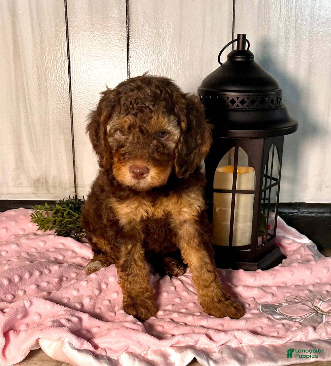 Standard Poodle dogs for sale: Mango🐾❤️AKC Genetic Tested🐾❤️6108066386 - Ad 2