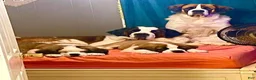 Saint Bernard dogs for sale: Bo - Ad 8