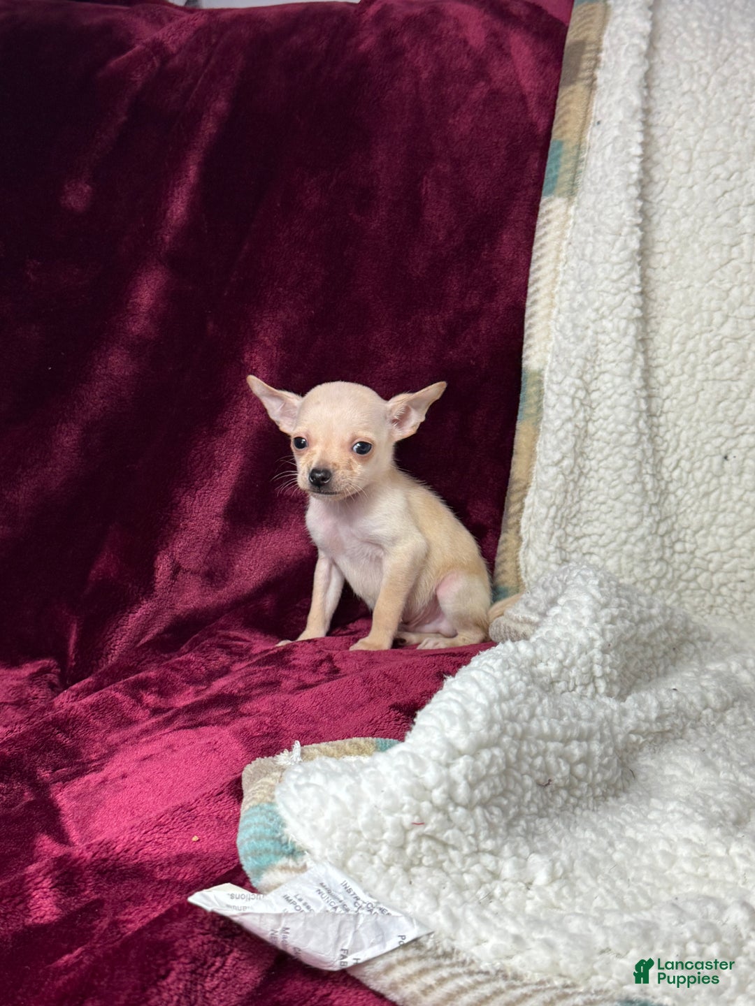 Chihuahua dogs for sale: Chucky - Ad 4
